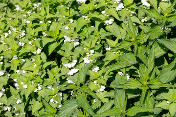 blooming nettle flowers, naturally growing health plants