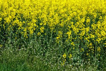 blooming rape flowers in a farmland 