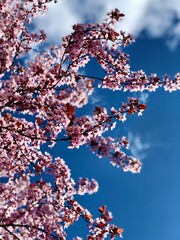 Kirschblüten vor blauem Himmel im Frühling.