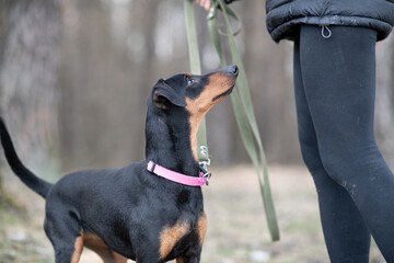 Handsome thoroughbred German Pinscher on a walk, on a leash.