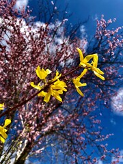 Forsythie- und Kirschblüten vor blauem Himmel im Frühling.