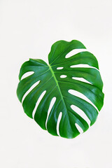 Fototapeta na wymiar Monstera leaf (Latin: Monstéra) is a bright green color, large isolated on a white background with beautiful veins on the leaves. Nature fauna plants.