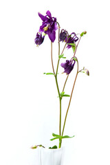 Purple aquilegia in a vase on white background, a european spring flower, plucked in May