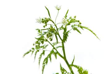 Apiaceae, maybe Anthriscus cerefolium (chervil), a white flower growing in spring and summer in Europe, plucked in May. 