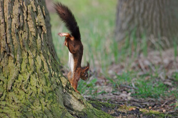 Fototapeta na wymiar ein eichhörnchen rennt schnell einen baumstamm hinunter