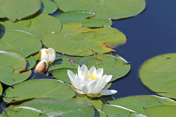 White water lily in a lake	
