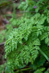 Wiesenkerbel Kräeuter