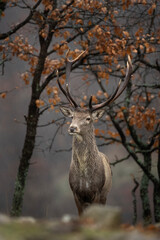 Red deer in Rhodope Mountains. Deer hiding in the forest during rain. Bulgaria wildlife during winter season.