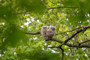 Tawny owls hiding in the crown tree. Young brown owls in the forest. European wildlife. 