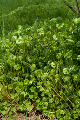 Tellerkraut Wildkräuter 