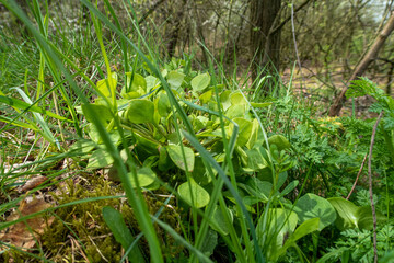 Tellerkraut Wildkräuter 
