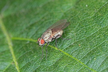 Delia radicum, known variously as the cabbage fly, cabbage root fly, root fly or turnip fly, is a important pest of oilseed rape (canola) plants and others.