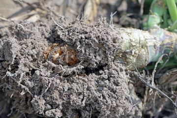 Larva of cabbage fly (also cabbage root fly, root fly or turnip fly) - Delia radicum on damaged root of oilseed rape (canola). It is an important pest of brassica plants such as broccoli, cauliflower 