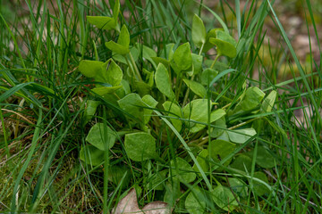 Tellerkraut Wildkräuter 