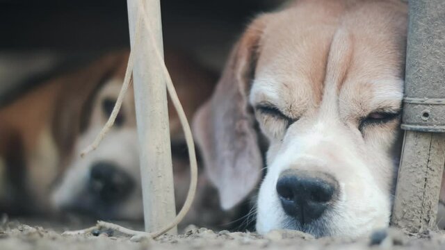 Beagles sleeping on dirt, fly on his nose and relaxing in the farm.	
