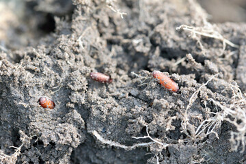 Pupa of cabbage fly (also cabbage root fly, root fly or turnip fly) - Delia radicum on damaged root of oilseed rape (canola). It is an important pest of brassica plants such as broccoli, cauliflower 