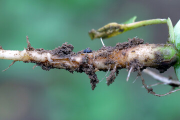 Larva of cabbage fly (also cabbage root fly, root fly or turnip fly) - Delia radicum on damaged root of oilseed rape (canola). It is an important pest of brassica plants such as broccoli, cauliflower 
