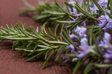 Nahaufnahme eines wunderschön blühenden Rosmarin, mehrere Stengel. Drapiert auf einem braunem Hintergrund