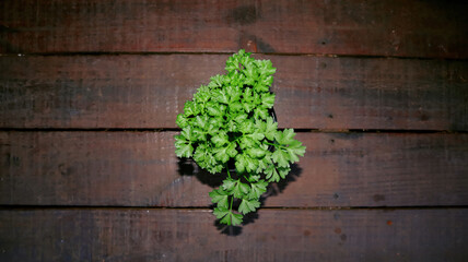 Little Moss Curled Parsley plant aerial view