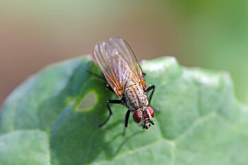 Delia radicum, known variously as the cabbage fly, cabbage root fly, root fly or turnip fly, is a important pest of oilseed rape (canola) plants and others.