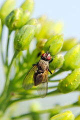 Delia radicum, known variously as the cabbage fly, cabbage root fly, root fly or turnip fly, is a important pest of oilseed rape (canola) plants and others.