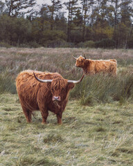 highland cow and calf