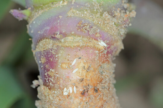 Eggs of cabbage fly (also cabbage root fly, root fly or turnip fly) - Delia radicum on damaged root of oilseed rape (canola). It is an important pest of brassica plants such as broccoli, cauliflower 