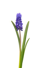 Fototapeta premium Muscari flower isolated on white background. Grape Hyacinth. Beautiful spring flowers.