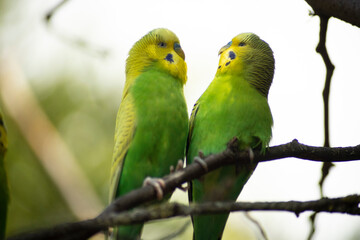 Fototapeta na wymiar green budgerigar couple kissing and flirting on a branch