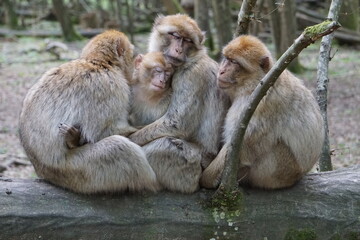 Obraz premium Famille de singes magots