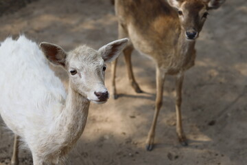 deer in the zoo