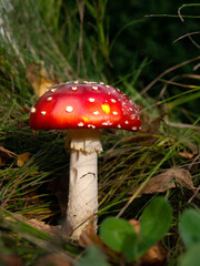 Fliegenpilz, Pilz, Glück