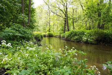 small river in a green forest