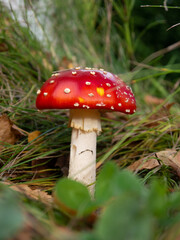 Fliegenpilz, Pilz, Glück