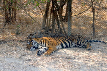 Fototapeta premium tiger in the forest