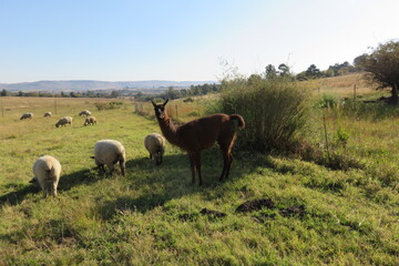A front portrait view of a large wild brown Llama  standing behind a herd of sheep on a lush green grass field under a blue sky , in South Africa during autumn