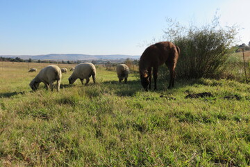 A front portrait view of a large wild brown Llama  standing behind a herd of sheep on a lush green grass field under a blue sky , in South Africa during autumn