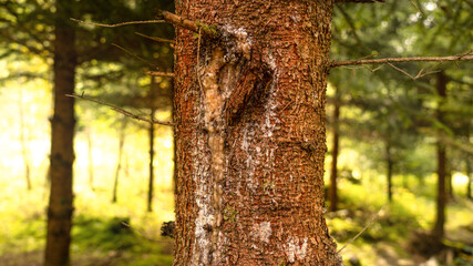 Baumstamm im Wald 