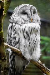 Black and white owl on branch