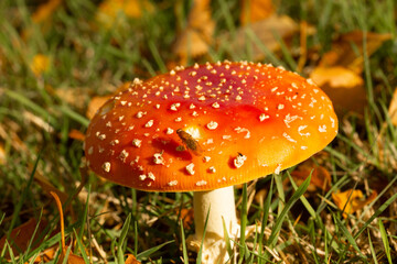 Fliegenpilz, Pilz, Glück