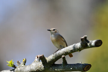 neugieriger Hausrotschwanz - curious black redstart