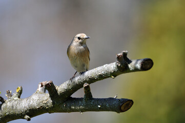 neugieriger Hausrotschwanz - curious black redstart