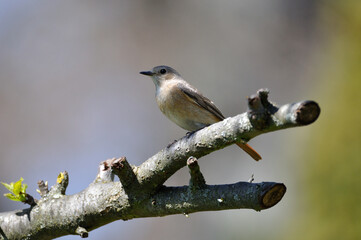 neugieriger Hausrotschwanz - curious black redstart