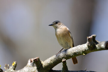 neugieriger Hausrotschwanz - curious black redstart