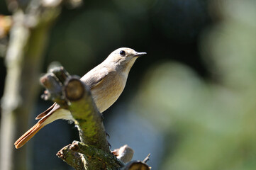 neugieriger Hausrotschwanz - curious black redstart