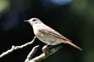 neugieriger Hausrotschwanz - curious black redstart