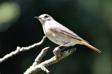 neugieriger Hausrotschwanz - curious black redstart