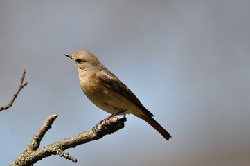 neugieriger Hausrotschwanz - curious black redstart