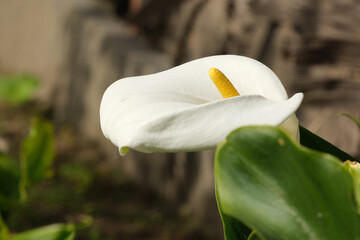 Il fiore di una calla in una giornata di primavera.