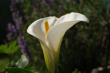 Il fiore di una calla in una giornata di primavera.